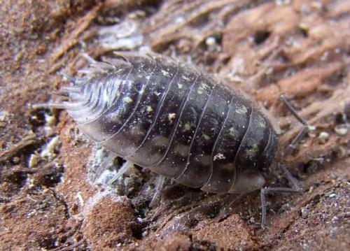 Réf. 117 864 : Oniscus asellus