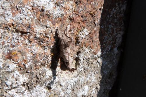 Réf. 117 887 : Clostera anachoreta