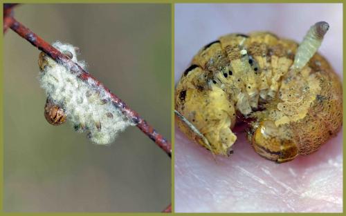 Réf. 117 025 : Microgastrinae inconnu