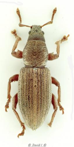 Réf. 117 084 : Polydrusus marginatus