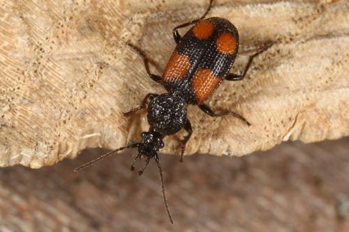 Panagaeus bipustulatus
