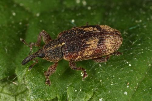 Réf. 117 772 : Bradybatus kellneri