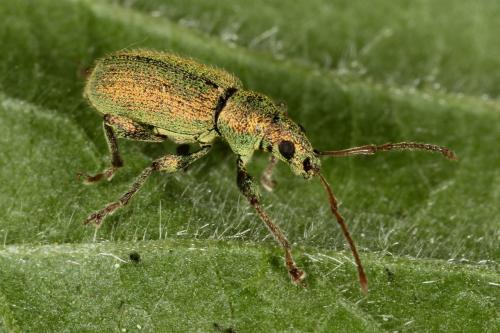 Phyllobius argentatus