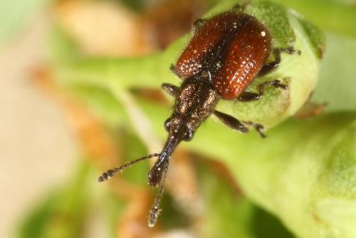 Tatianaerhynchites aequatus