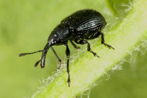 Neocoenorrhinus germanicus
