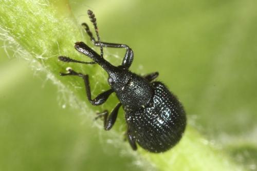 Neocoenorrhinus germanicus