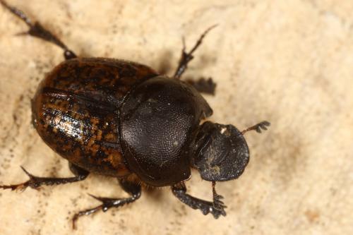 Réf. 117 924 : Onthophagus fracticornis