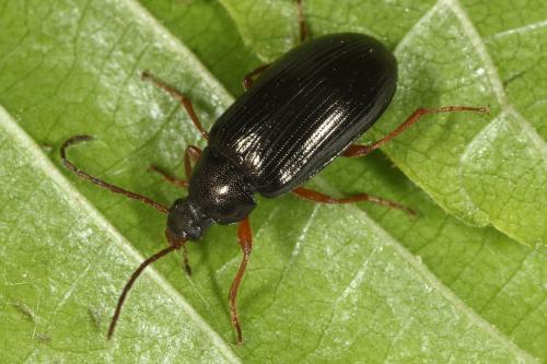 Réf. 117 874 : Gonodera luperus