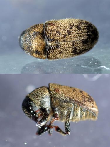 Hylesinus varius