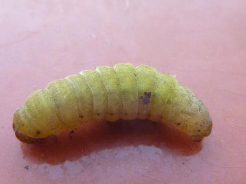 Noctua pronuba