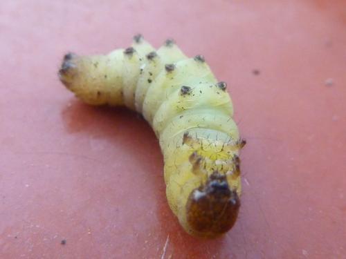 Noctua pronuba