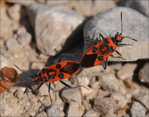 Réf. 117 609 : Corizus hyoscyami hyoscyami