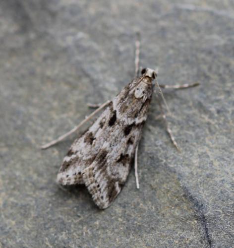 Réf. 117 975 : Eudonia angustea
