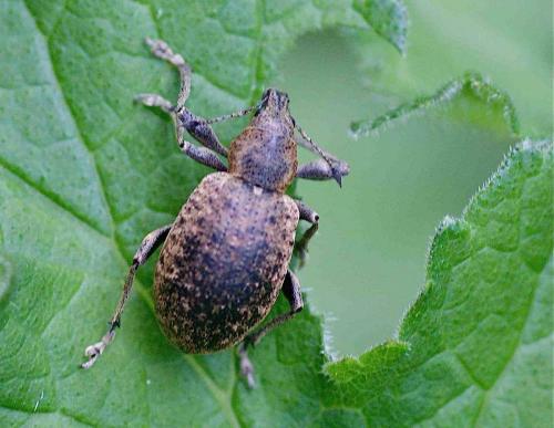 Liophloeus tessulatus