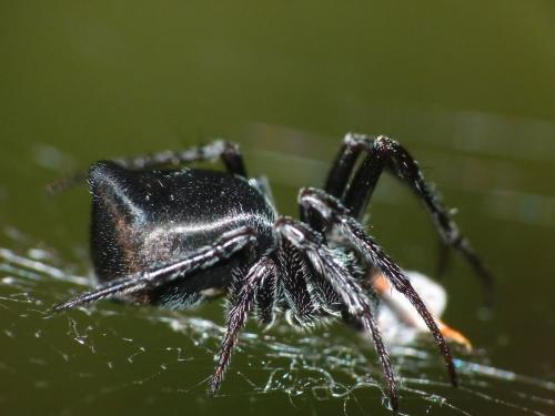 Cyclosa sp.