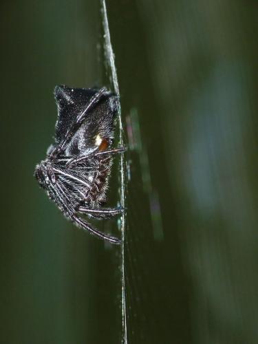 Cyclosa sp.