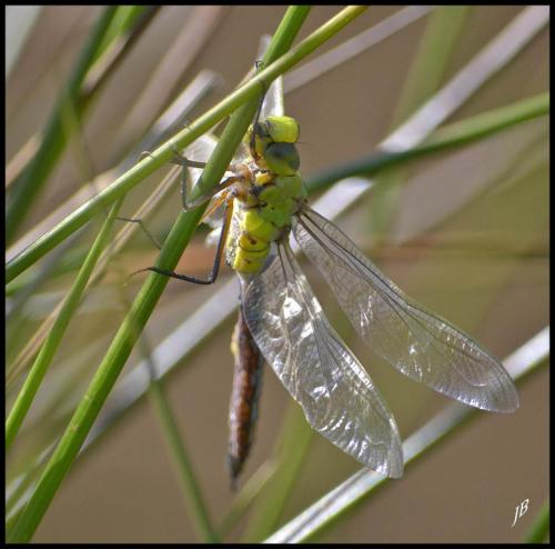 Anax imperator