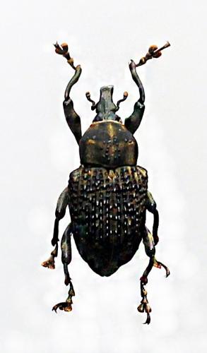 Cratosomus sp.