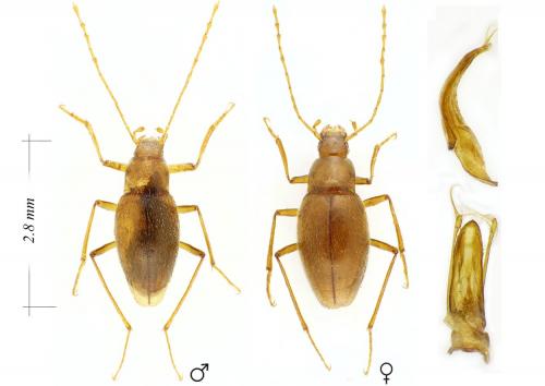 Diaprysius gezei
