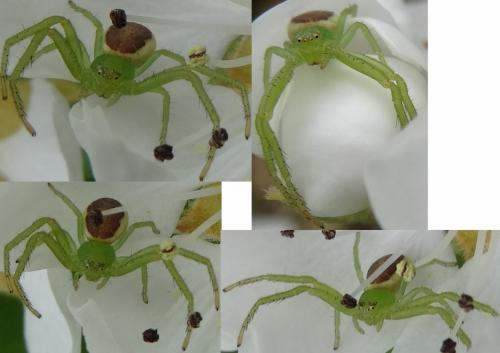 Réf. 117 198 : Diaea dorsata