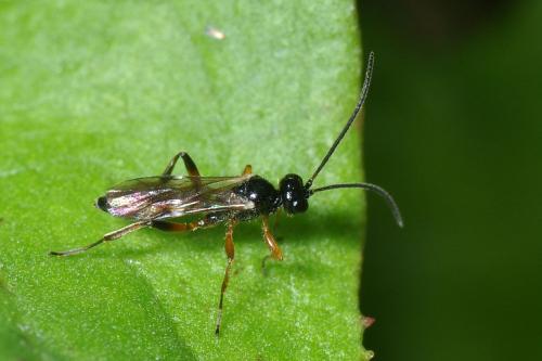Cryptinae