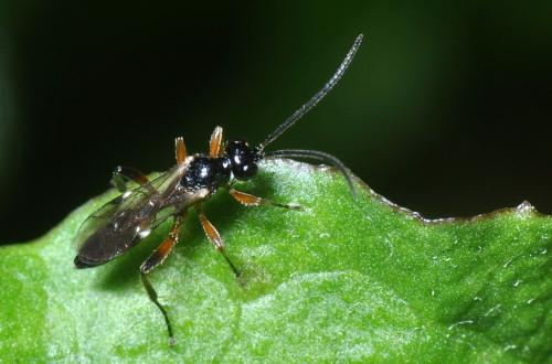 Cryptinae