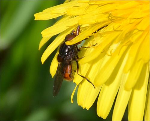 Rhingia campestris