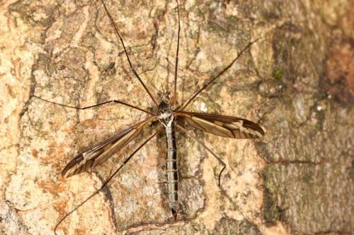 Tipula vittata