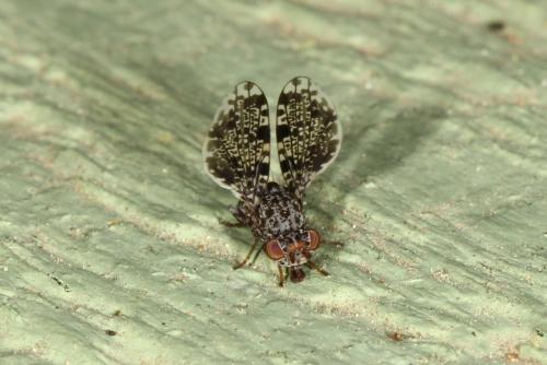Callopistromyia annulipes