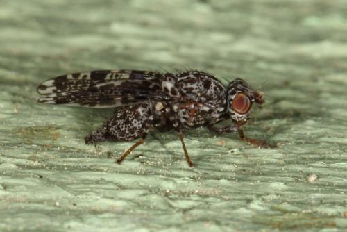 Callopistromyia annulipes
