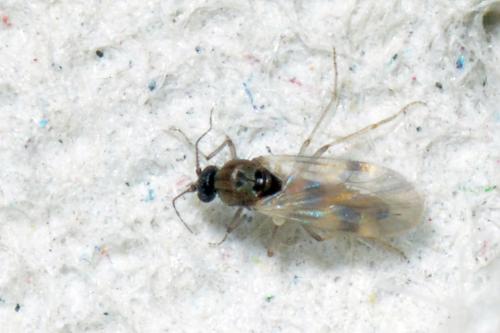 Réf. 117 851 : Culicoides sp.