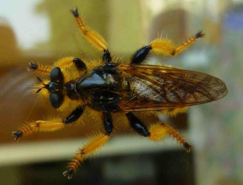 Pogonosoma maroccanum