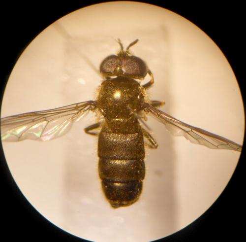 Heringia sp.
