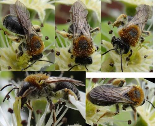 Réf. 117 111 : Andrena haemorrhoa
