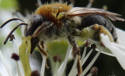 Andrena haemorrhoa