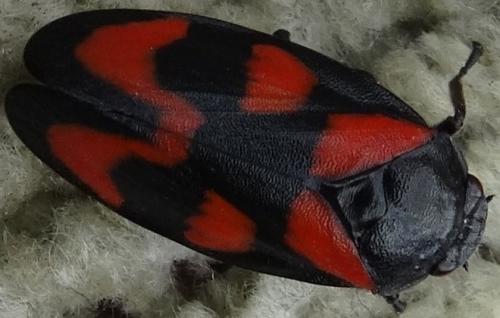 Réf. 117 200 : Cercopis vulnerata