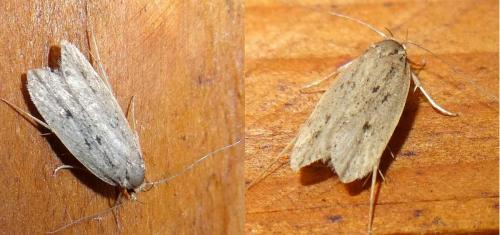 Réf. 117 326 : Hofmannophila pseudospretella