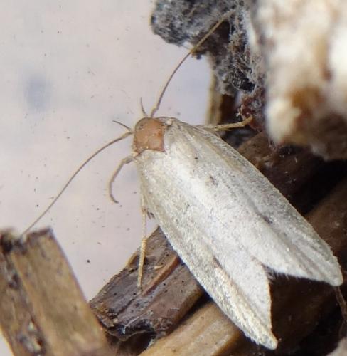 Réf. 117 337 : Hofmannophila pseudospretella