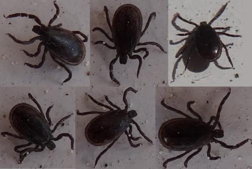 Réf. 117 974 : Ixodes sp.