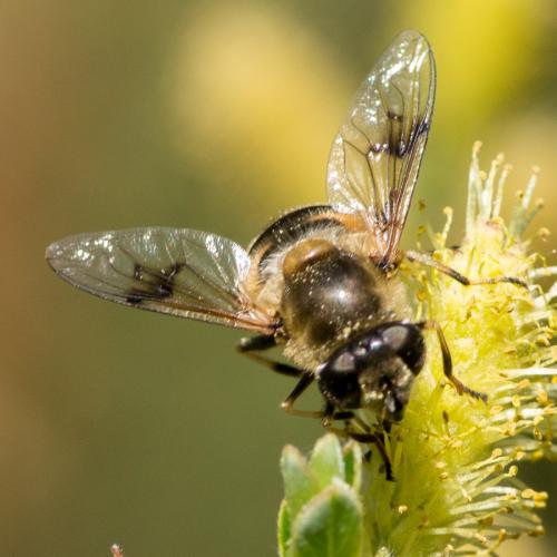 Réf. 117 873 : Eristalis rupium
