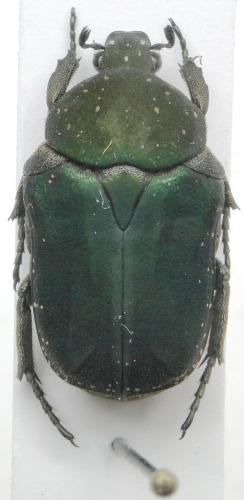 Réf. 117 877 : Niphobleta kraatzi
