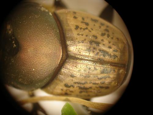 Onthophagus vacca
