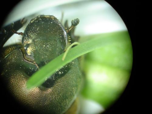 Onthophagus vacca