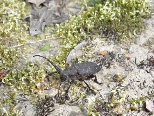 Lamia textor