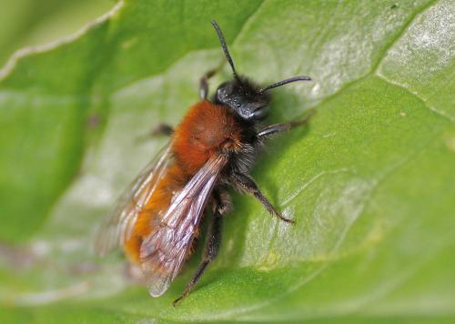 Andrena fulva