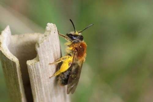 Andrena haemorrhoa