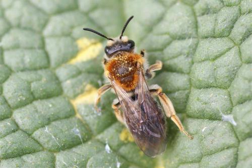 Andrena haemorrhoa