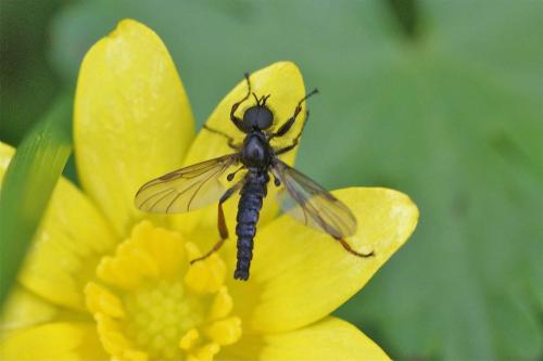 Réf. 117 193 : Bibio lanigerus