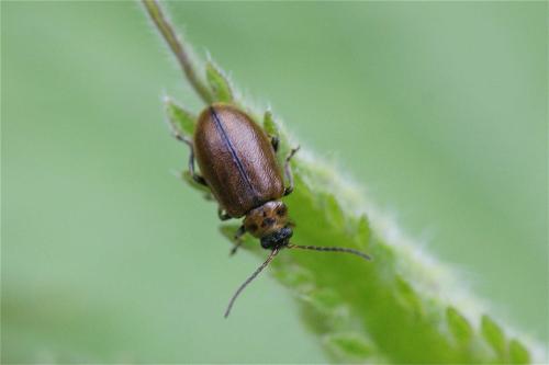 Réf. 117 192 : Lochmaea sp.