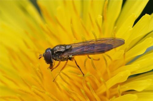 Réf. 117 318 : Melanostoma scalare